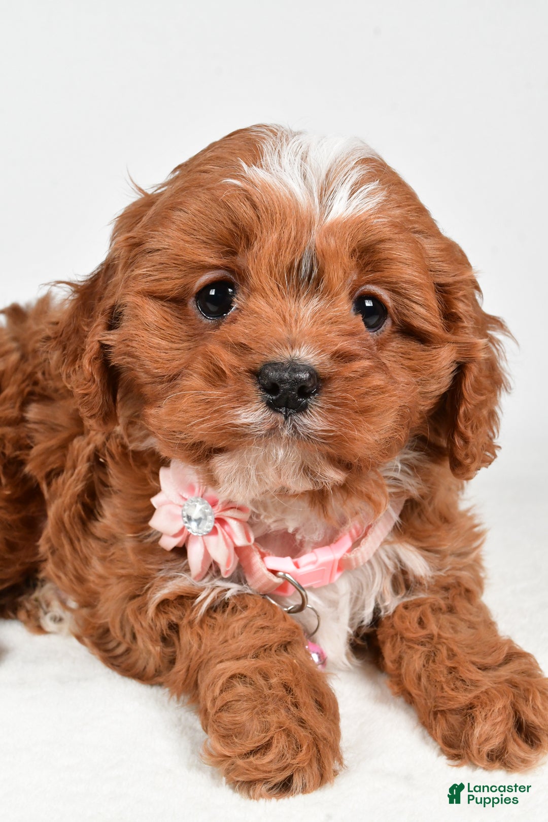 Cavapoo dogs for sale: Ruby - Ad 5