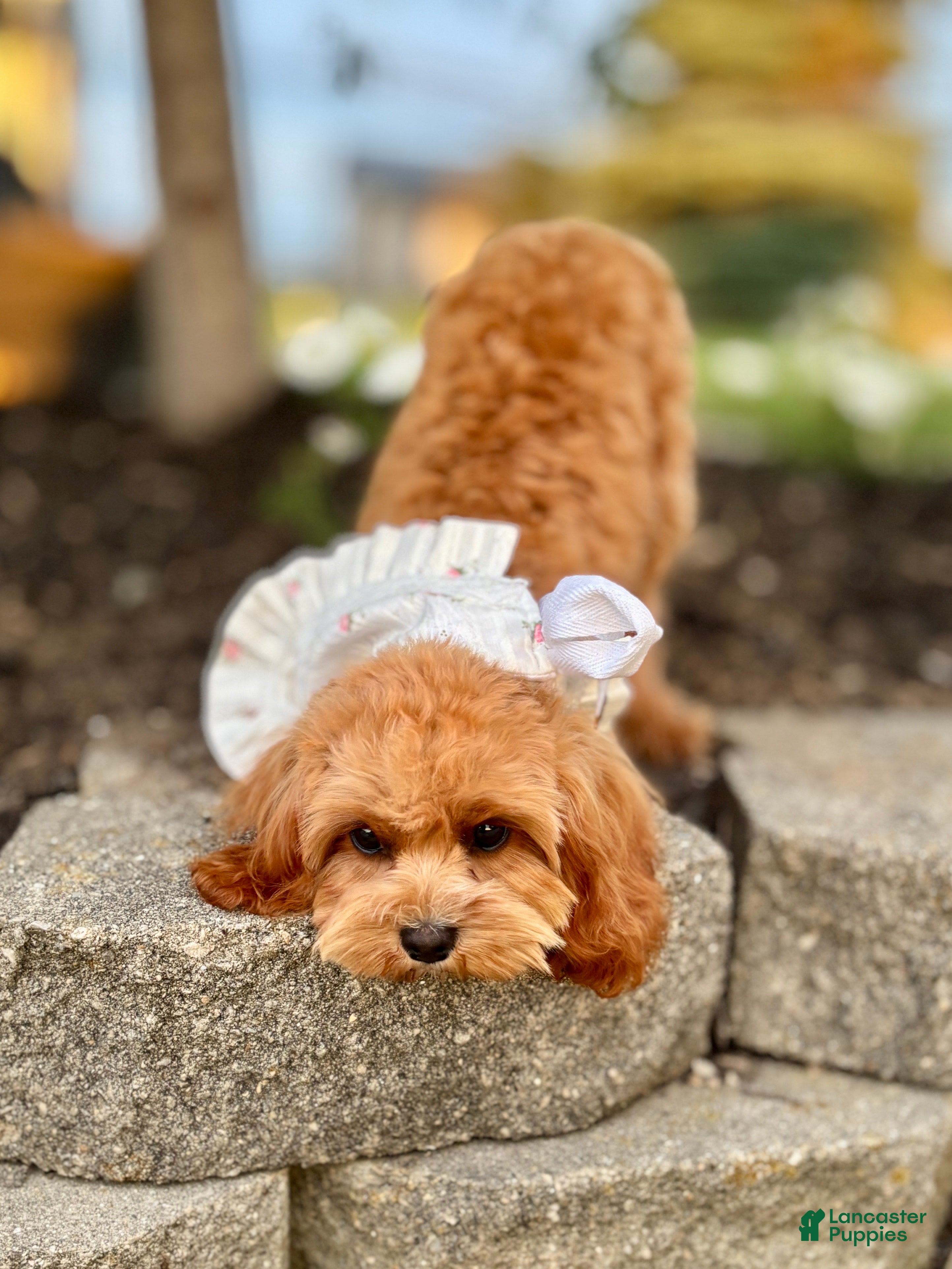 Cavapoo dogs for sale: Blossom Cavapoo Puppy  - Ad 4