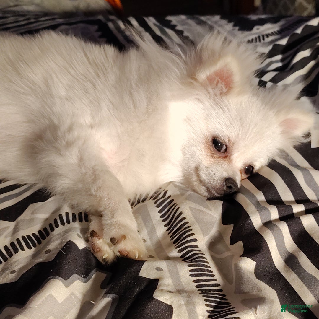 Pomeranian dogs for sale: Cecilia - Ad 8