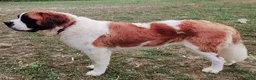 Saint Bernard dogs for sale: Harley - Ad 4