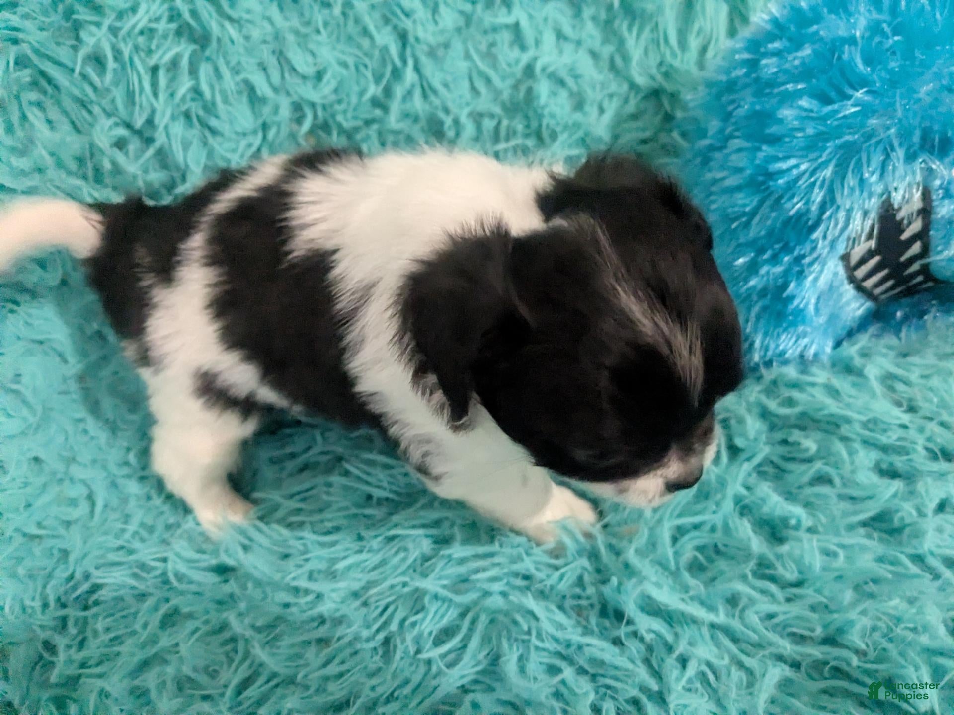 Chihuahua dogs LC Apple Head Oreo  - Ad 21