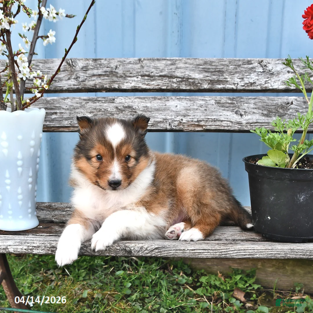 Shetland Sheepdog dogs for sale: Sam - Ad 1