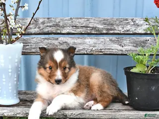 Shetland Sheepdog dogs for sale: Sam - Ad 1
