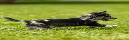 Chihuahua dogs for sale: Ryder Chihuahua Puppy  - Ad 10