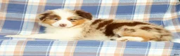 Australian Shepherd dogs for sale: Missy - Ad 3