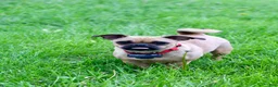 Jug dogs for sale: Goose - Ad 5