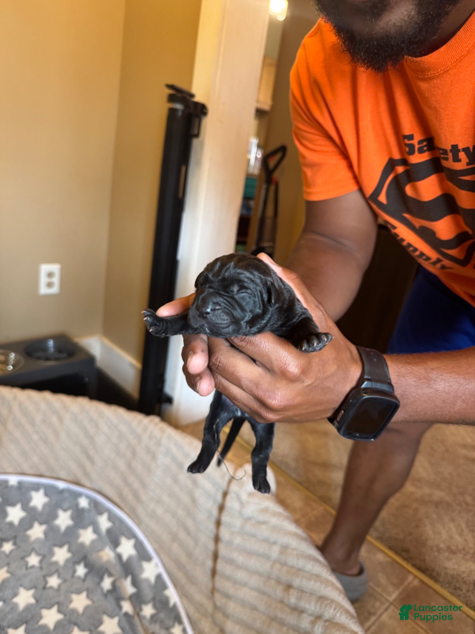 Cane Corso dogs Cane Corso 1 - Ad 11