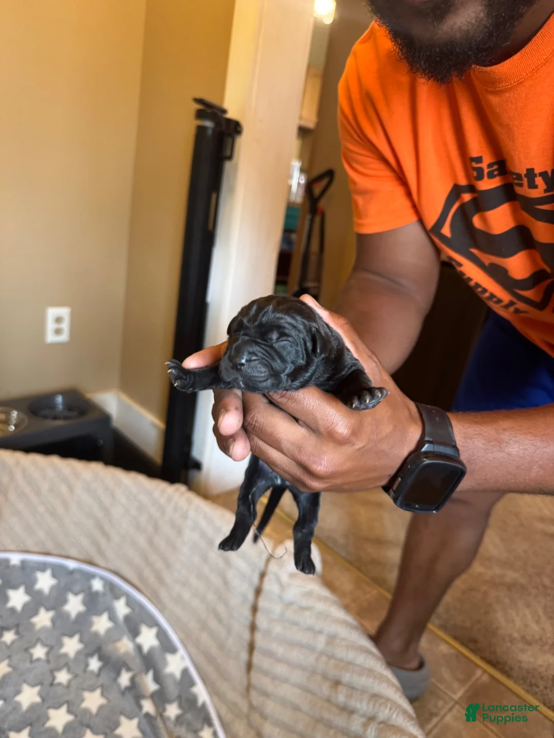 Cane Corso dogs for sale: Cane Corso 1 - Ad 1