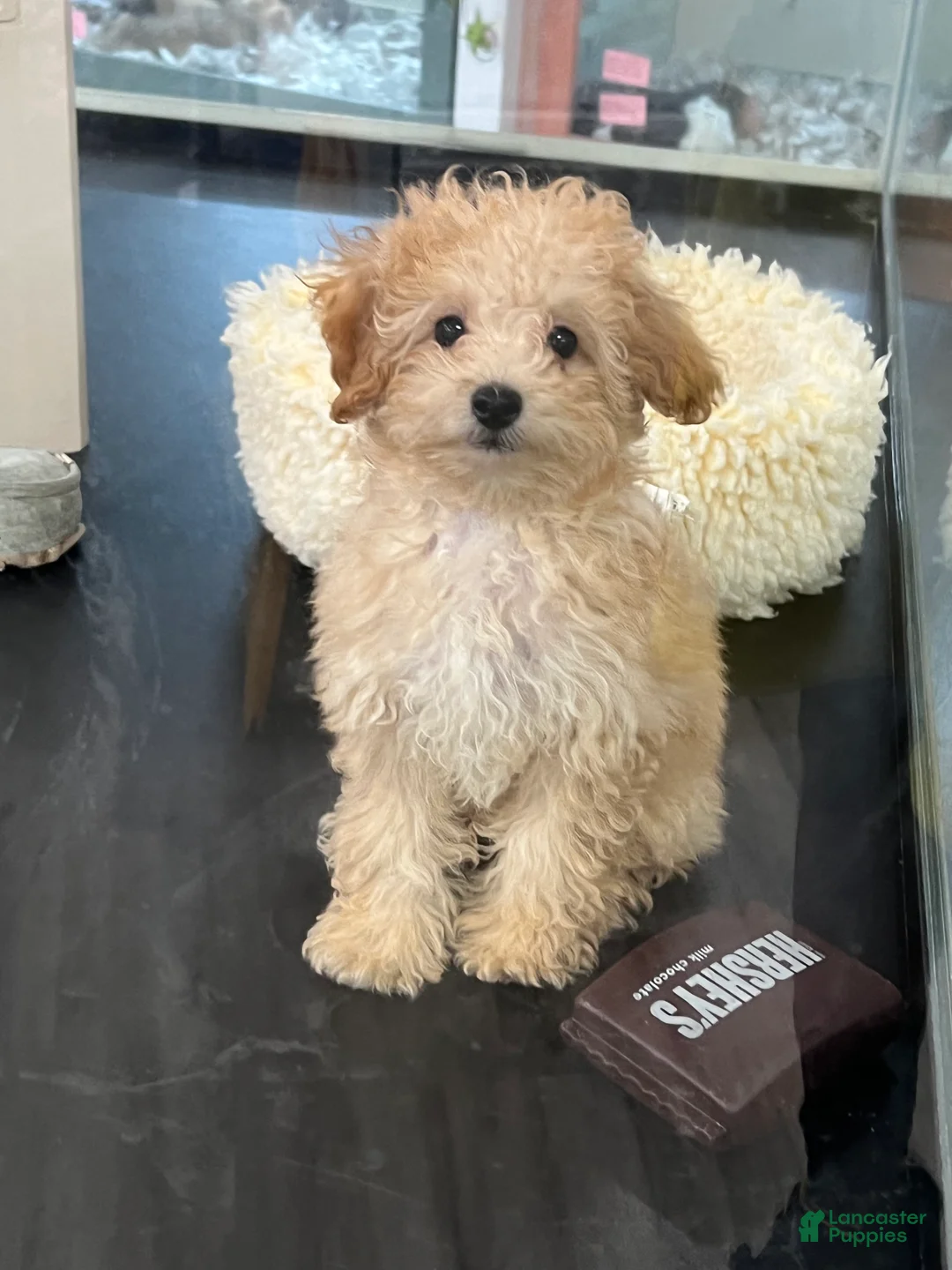 Bichpoo dogs for sale: Bichpoo Puppy 1 - Ad 1