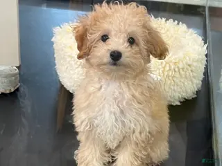 Bichpoo dogs Bichpoo Puppy 1 - Ad 8