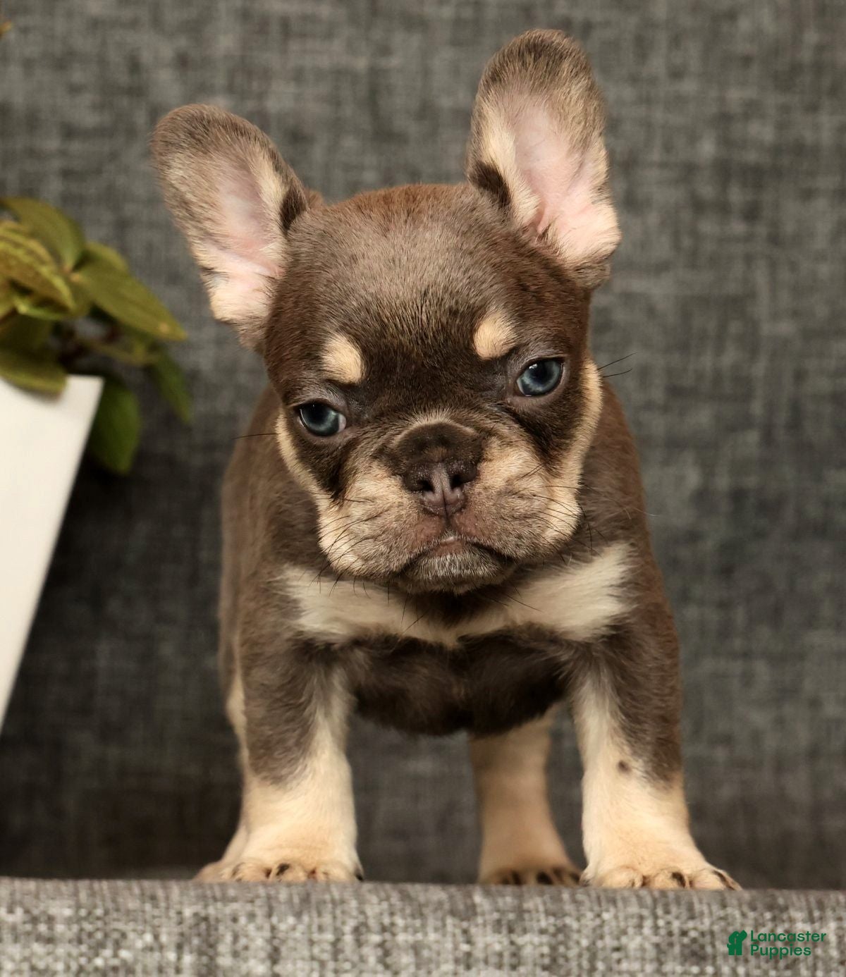 French Bulldog dogs for sale: Leo - Ad 38