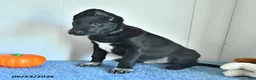 Belgian Malinois dogs for sale: Draco - Ad 15