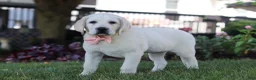 Labrador Retriever dogs for sale: Sally - Ad 5