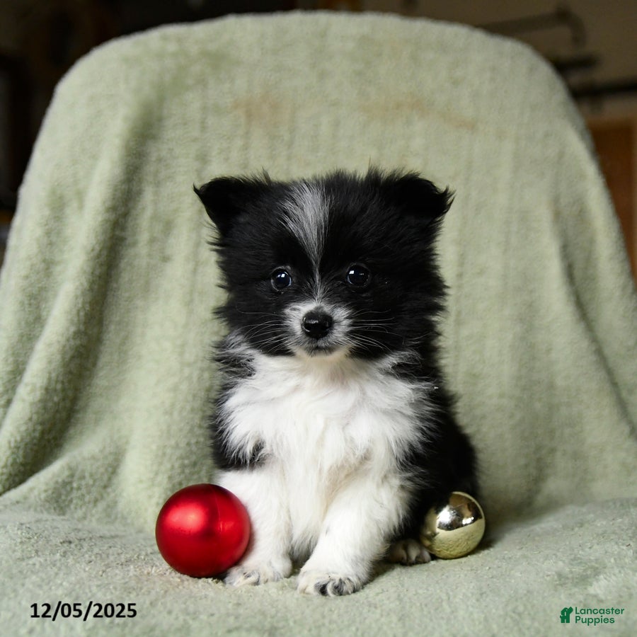 Pomeranian dogs Sterling - Ad 17