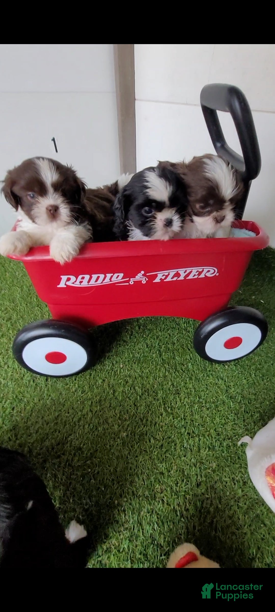 Shih Tzu dogs Peanut - Ad 2