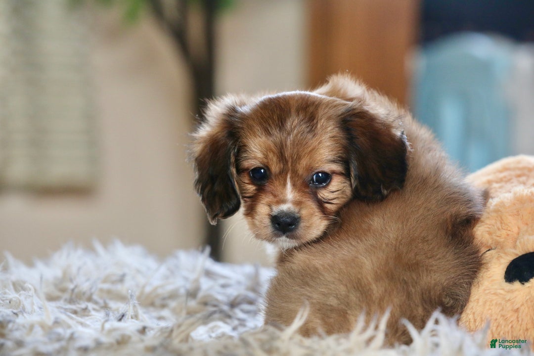 Mixed Breed dogs for sale: Cavalon Sparkle - Ad 6