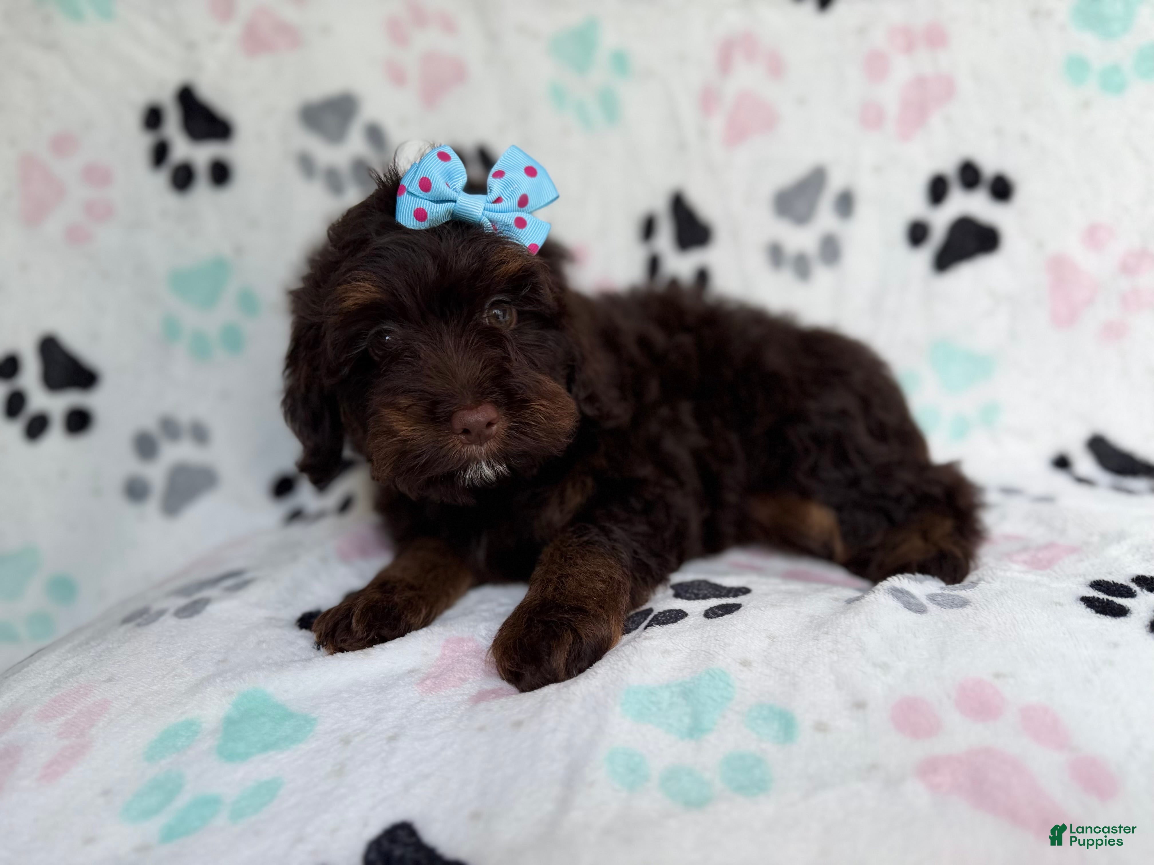 Cockapoo dogs Cocoa - Ad 33