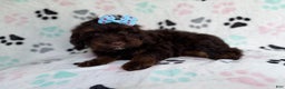 Cockapoo dogs for sale: Cocoa - Ad 1