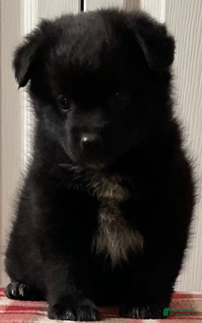 Mixed Breed dogs Durmax - Ad 1