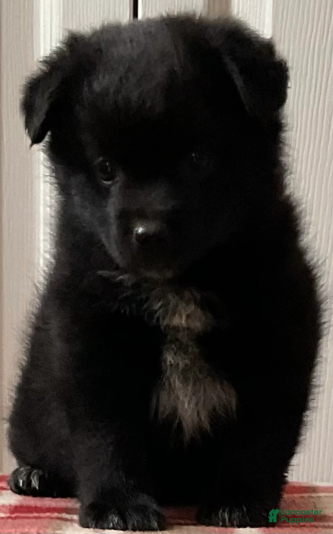 Mixed Breed dogs for sale: Durmax - Ad 1