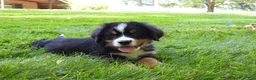 Bernese Mountain Dog dogs for sale: Arnold - Ad 2