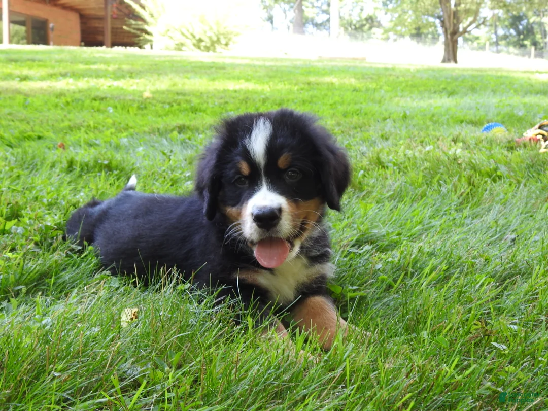 Bernese Mountain Dog dogs for sale: Arnold - Ad 2