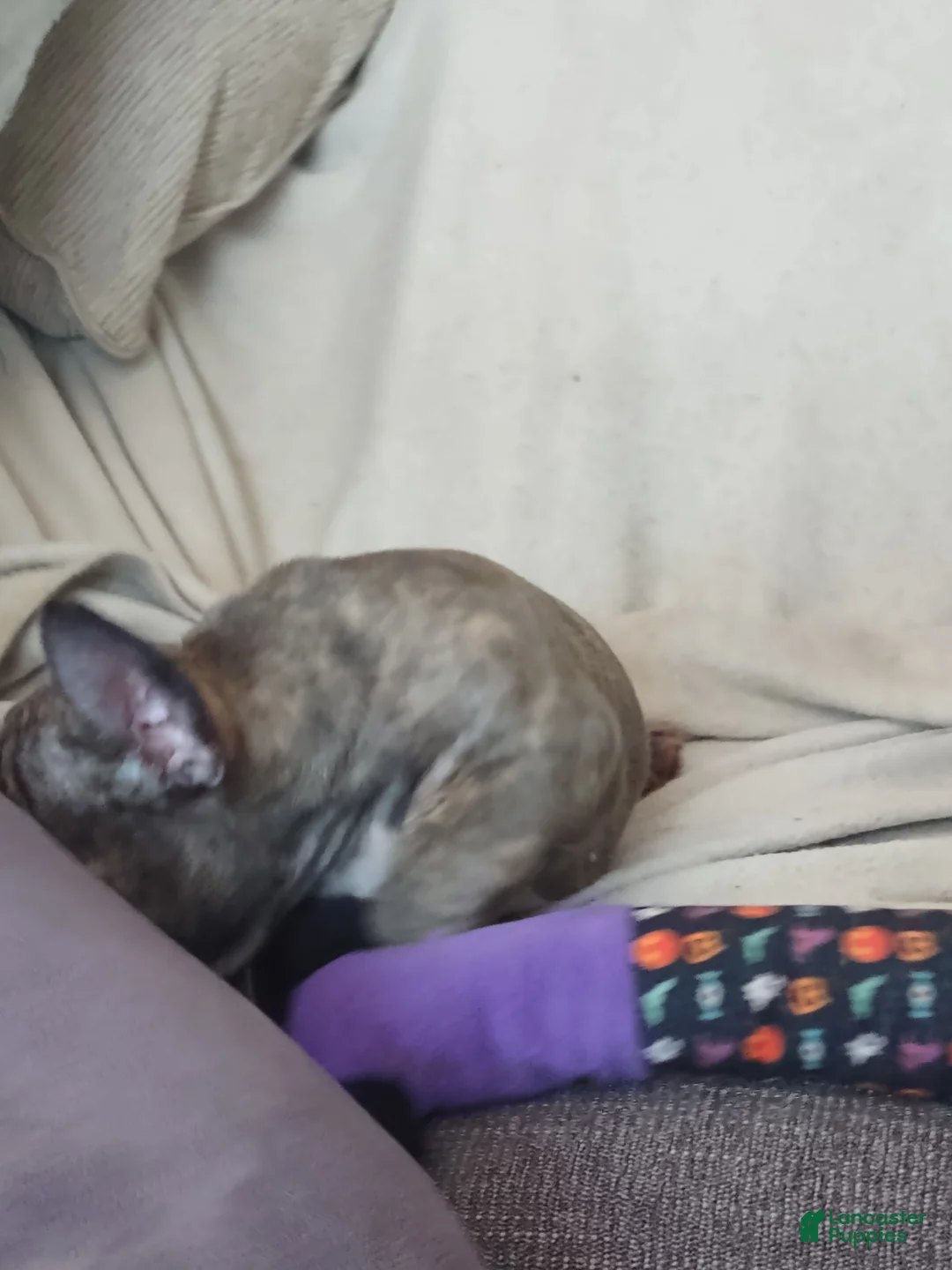 French Bulldog dogs for sale: French Bulldog 5 - Ad 3