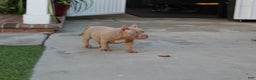 American Bully dogs for sale: American Bully Puppy 2 - Ad 4