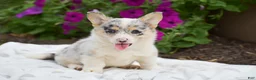 Welsh Corgi Pembroke dogs for sale: Rhianna - Ad 4