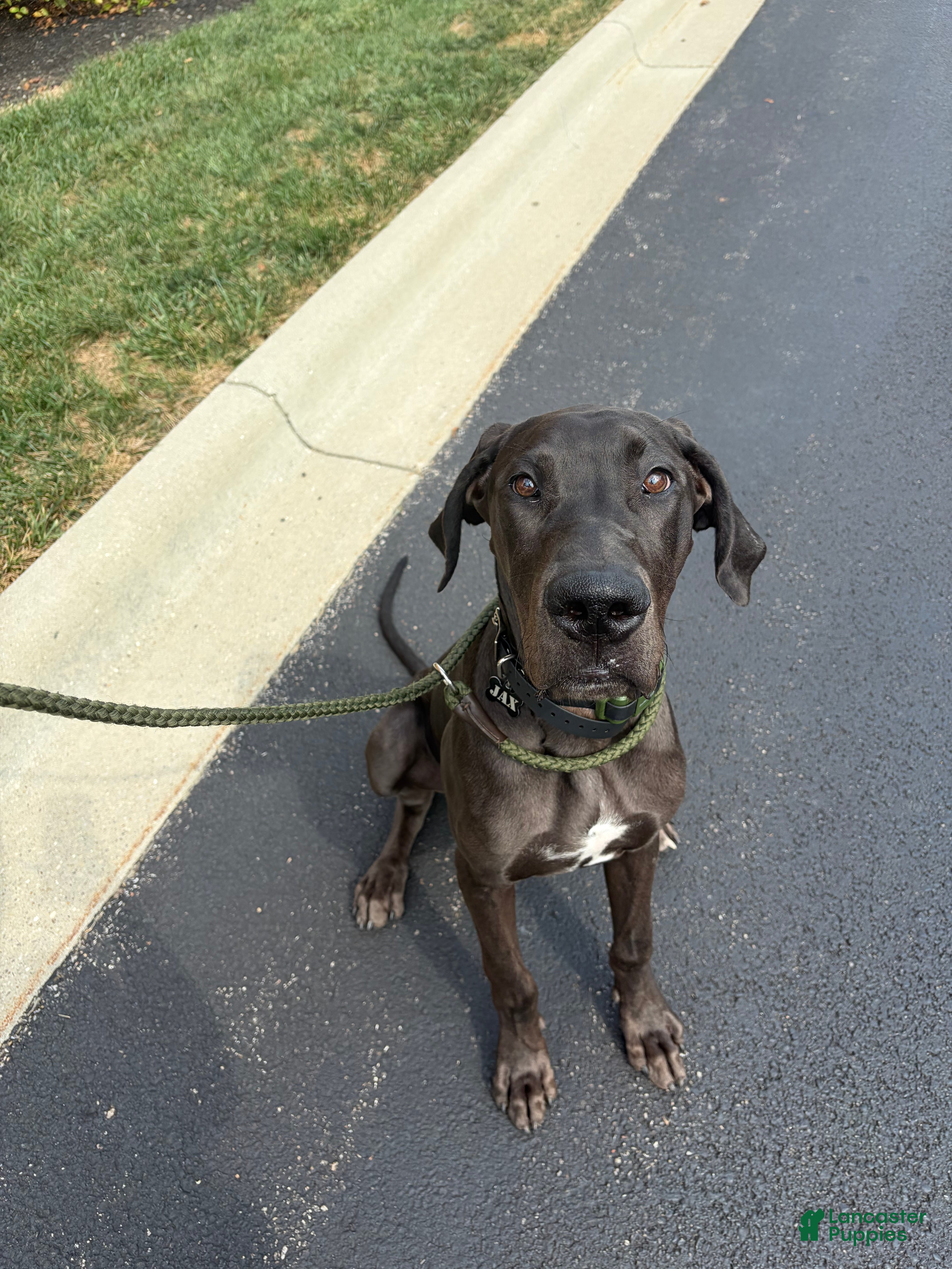Jax