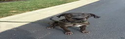 Great Dane dogs for sale: Jax - Ad 1