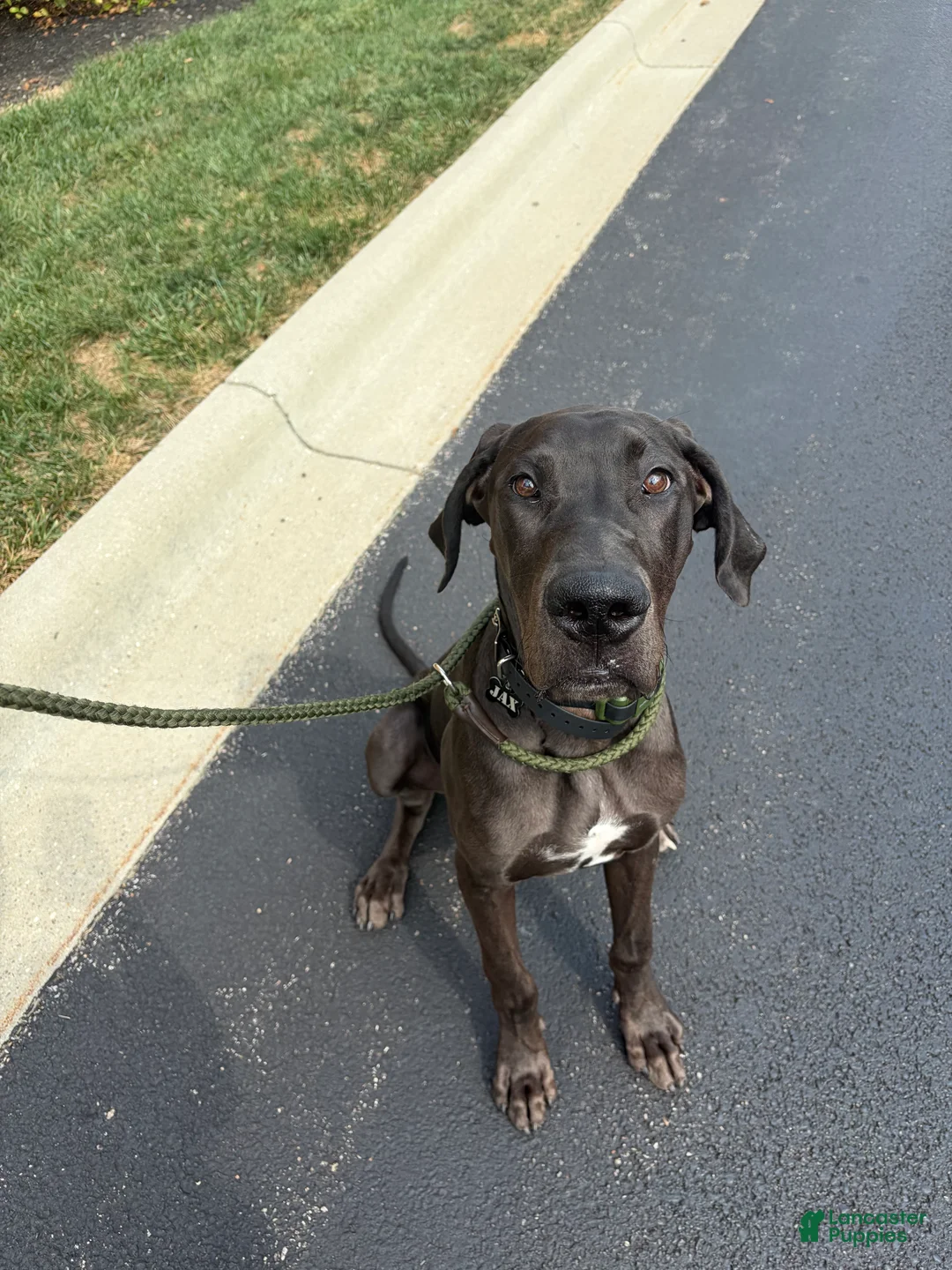 Great Dane dogs for sale: Jax - Ad 1