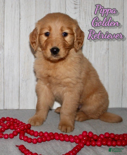 Golden Retriever dogs Pippa - Ad 7