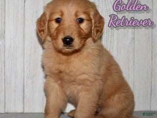 Golden Retriever dogs Pippa - Ad 14