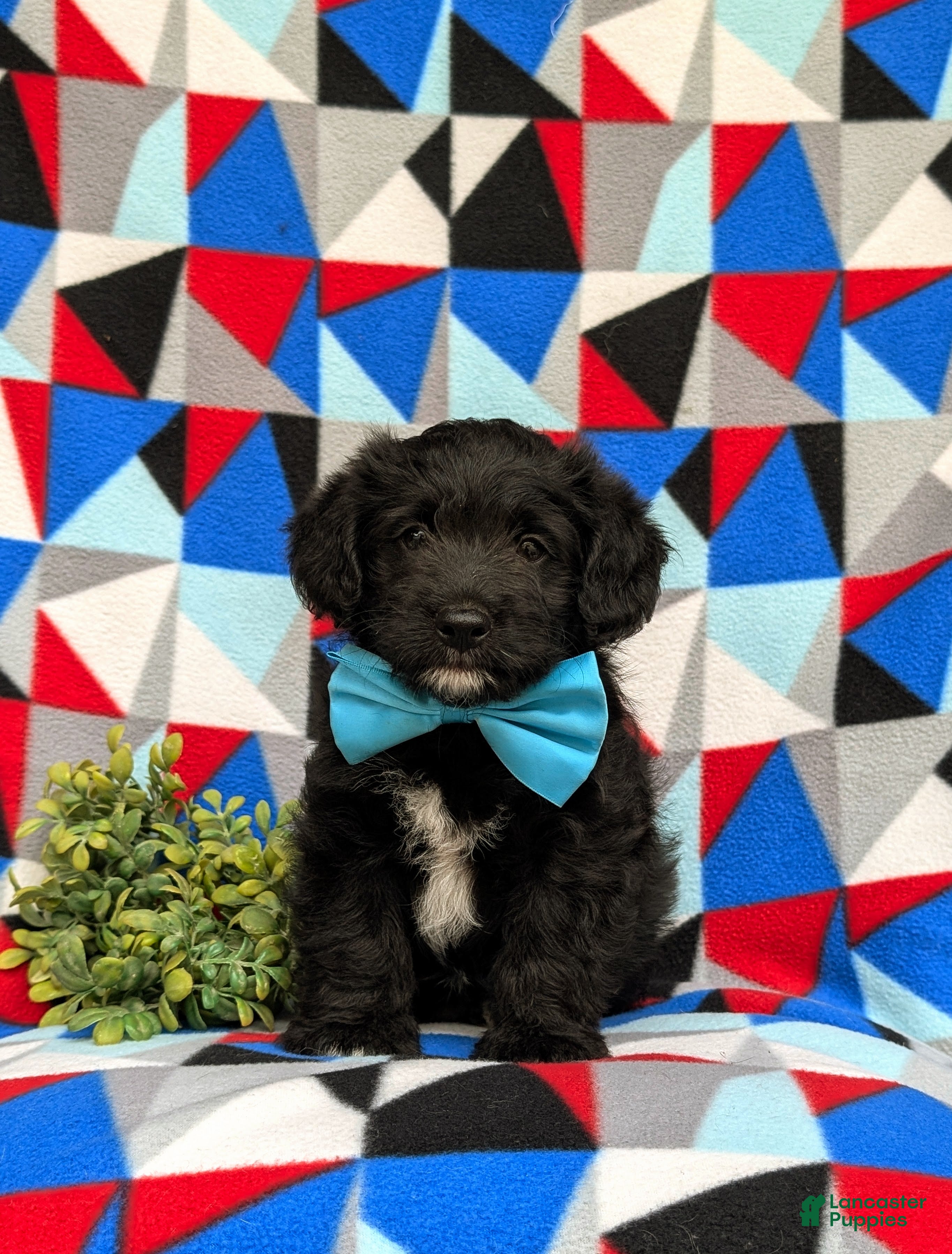 Corgipoo dogs Dannie - Ad 2
