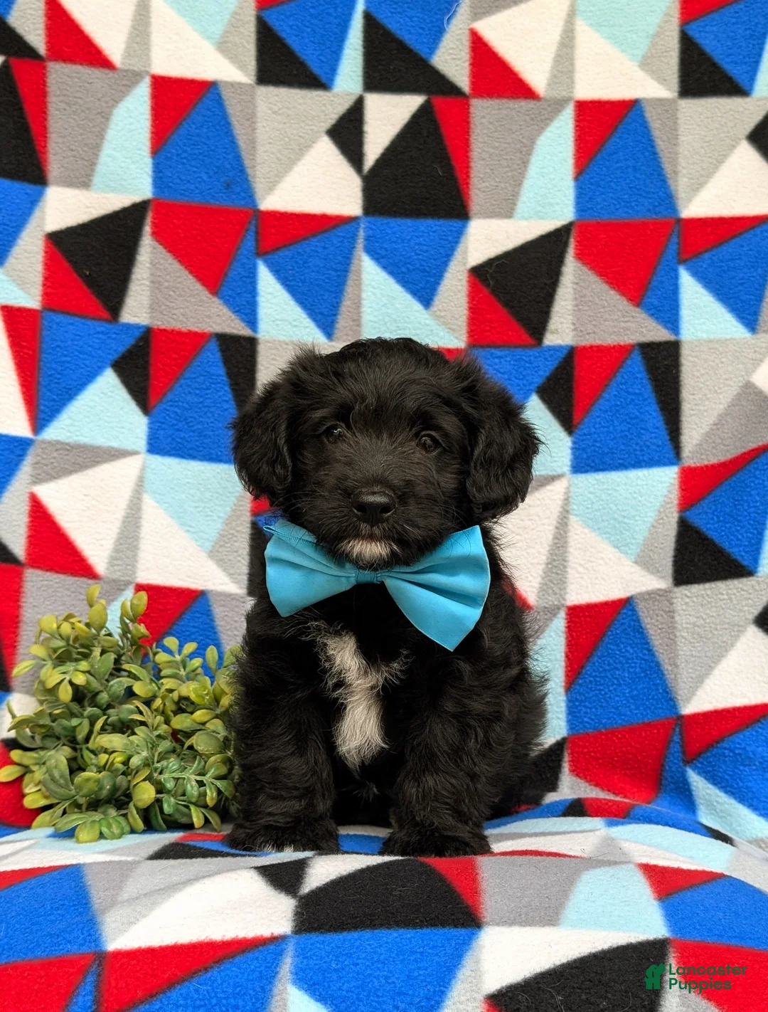 Corgipoo dogs for sale: Dannie - Ad 2