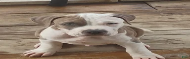 American Pit Bull Terrier 4