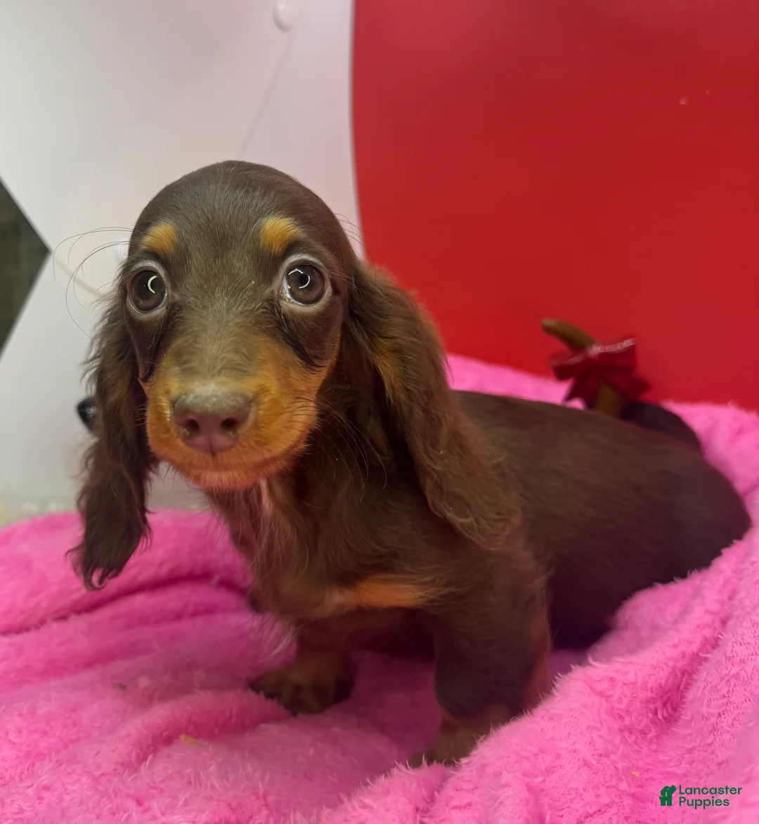 Miniature Dachshund dogs for sale: Ready Xmas eve - Ad 8