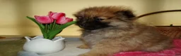 Pomeranian dogs for sale: Pomeranian Puppy 2 Beauty - Ad 3