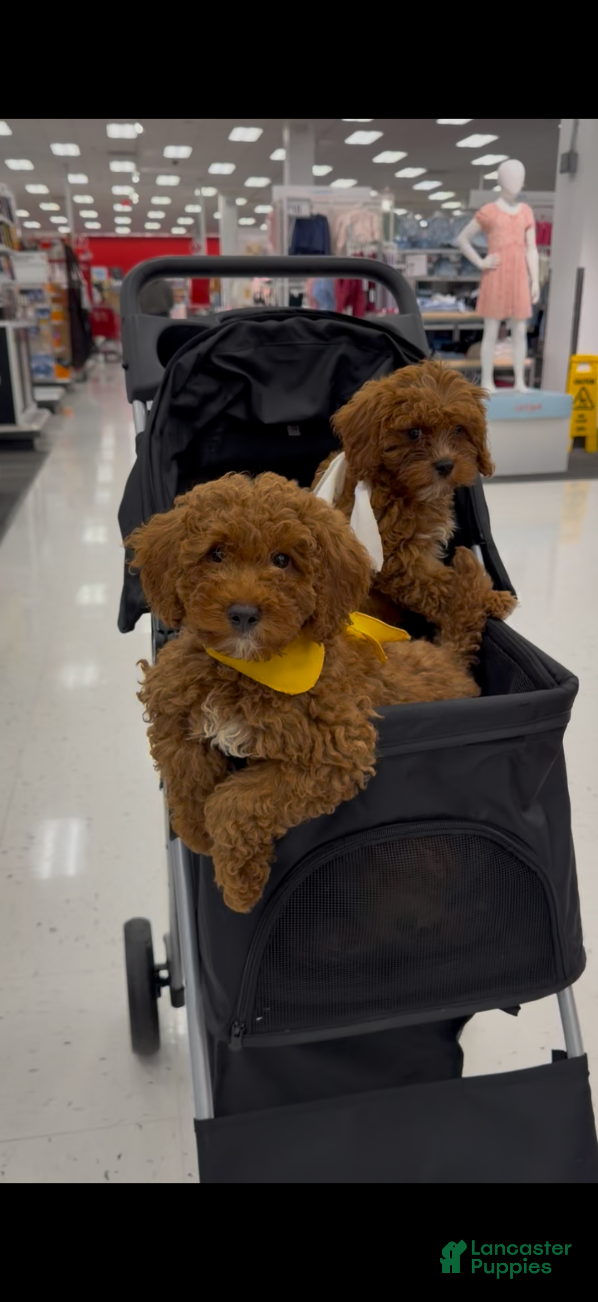 Mixed Breed dogs for sale: Chosen  - Ad 1
