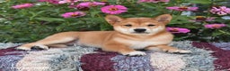 Shiba Inu dogs for sale: Shiba Inu 4 puppies - Ad 20
