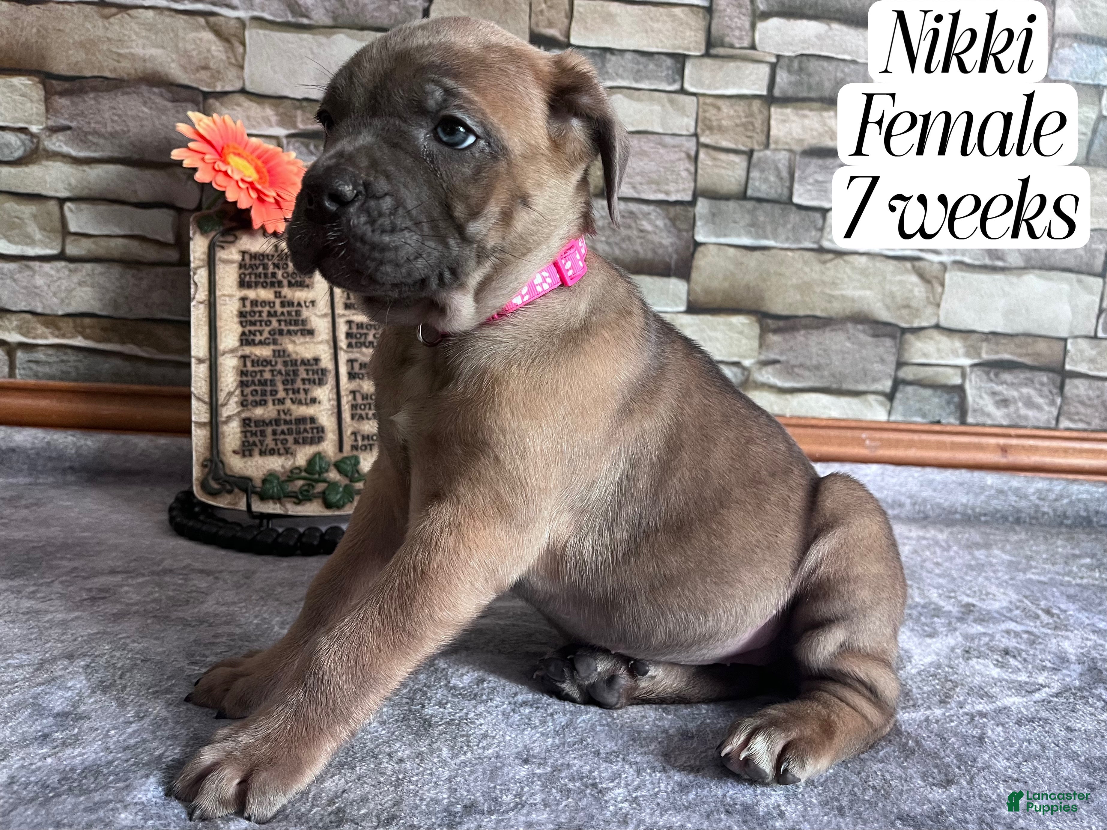 Cane Corso dogs Nikki - Ad 2