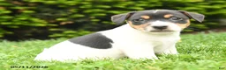 Jack Russell Terrier dogs for sale: Buster - Ad 3