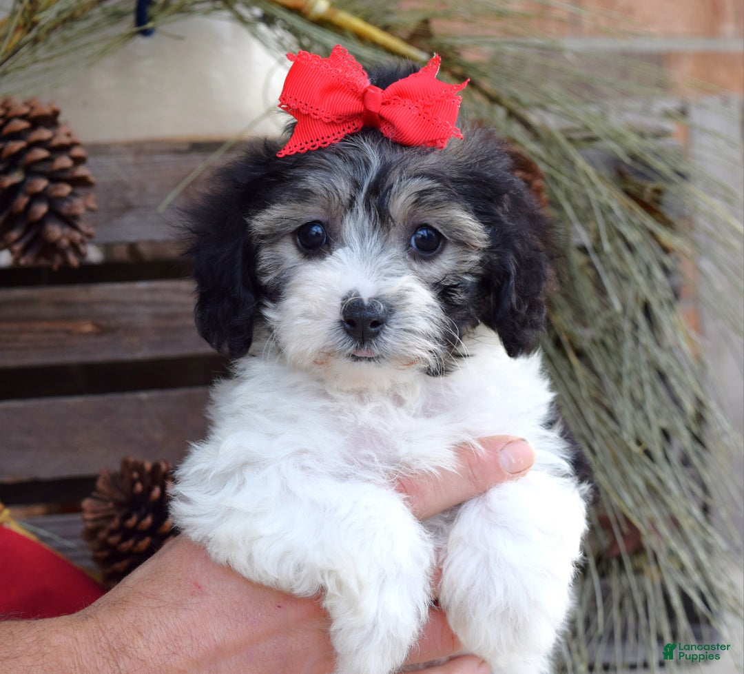 Bichpoo dogs for sale: Stella - Ad 2