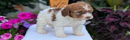Maltipoo dogs for sale: Kip - Ad 9