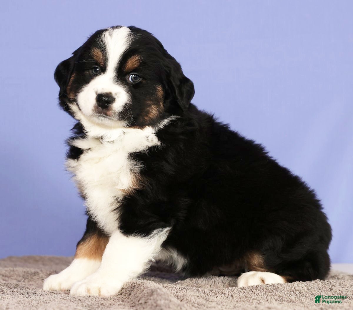 Miniature Australian Shepherd dogs Jordan - Ad 23