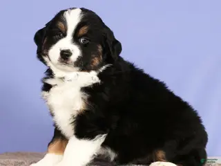 Miniature Australian Shepherd dogs Jordan - Ad 23