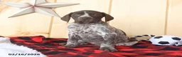 German Shorthaired Pointer dogs for sale: Bonnie - Ad 2