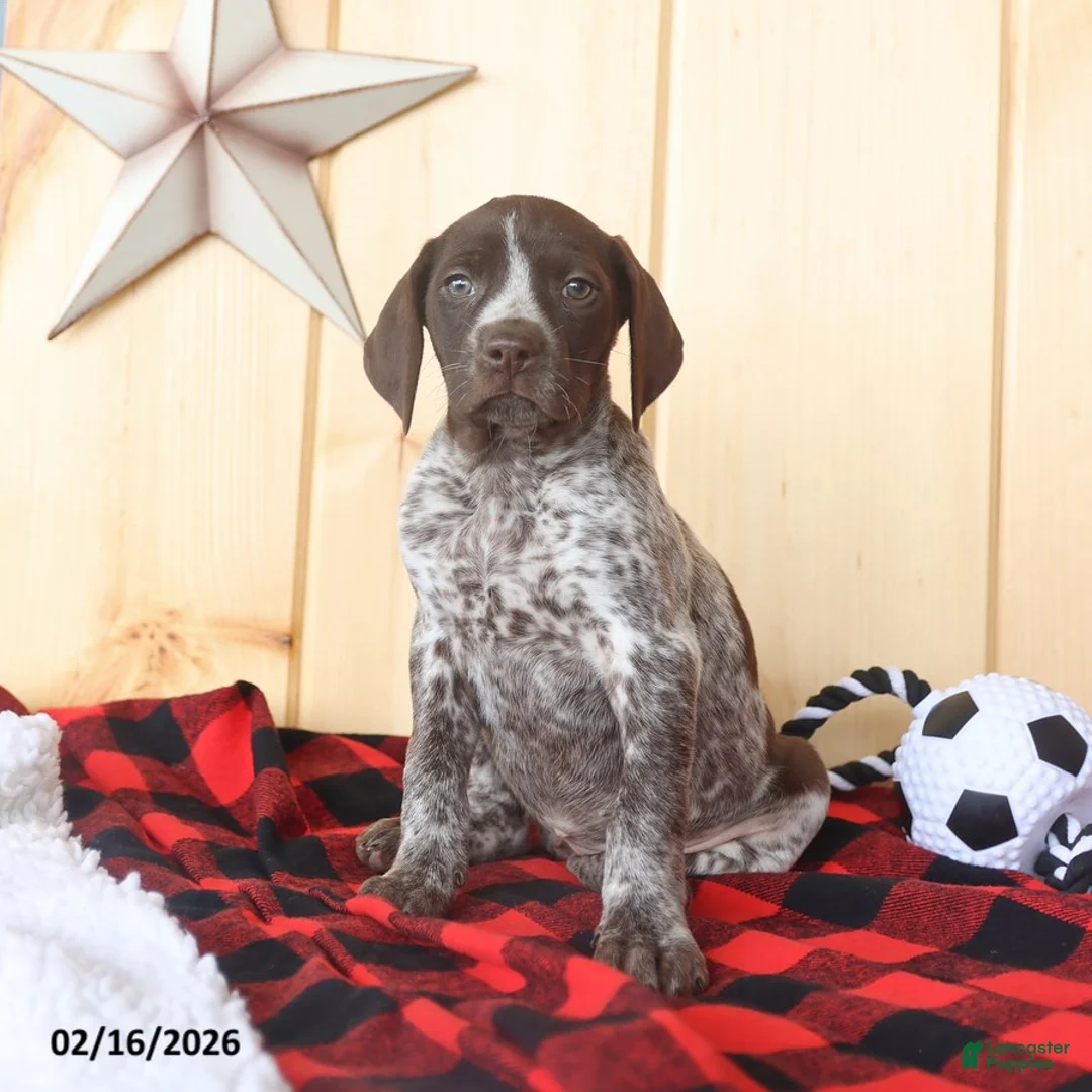 German Shorthaired Pointer dogs for sale: Bonnie - Ad 2