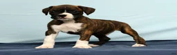 Boxer dogs for sale: Carl - Ad 3